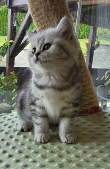 Britská-whiskas-koťátka - 3