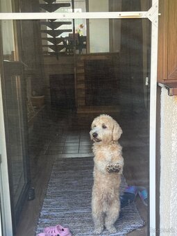 Krytie maltipoo - 3