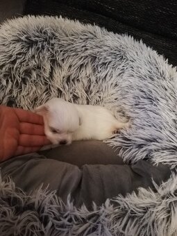 Maltezak miniaturneho vzrastu -mini - 3