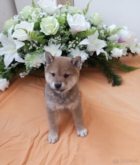 Shiba inu - 3