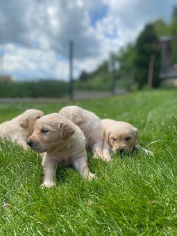 Zlatý Retriever - 3
