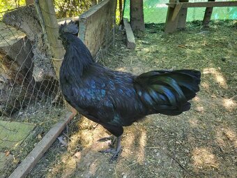 Predám kohúta Ayam Cemani - 3
