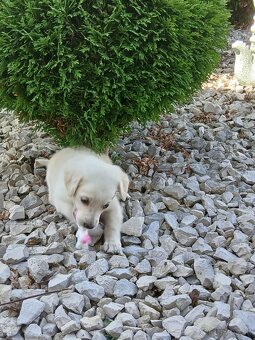 Predam steniatko labradora - 3