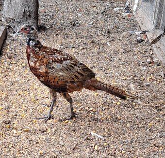 Kohut bažanta poľného - 3