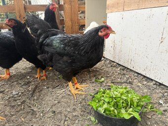 Orávka čierna - Slovenské národné plemeno - 3