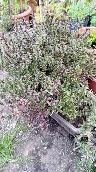 Predam zakorenene kriky - 3