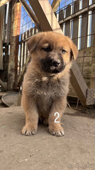 predám 7-týždňové šteniatka - 3