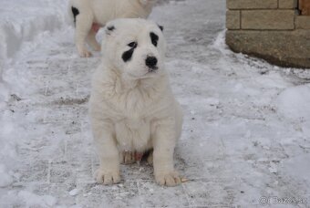 Stredoázijský ovčiak - 3