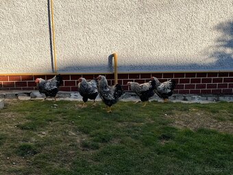 Wyandotten kohúty - 3