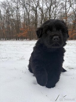 Nemecký ovčiak s PP - 3