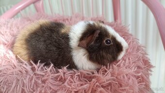 Cistokrvne morča samicky - 3