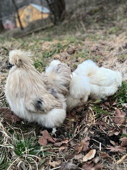 Predám NV hodvábničky - 3