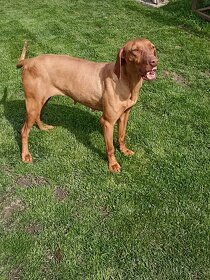 Madarska vizsla-vyzla - 3