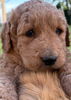 Goldendoodle - 3