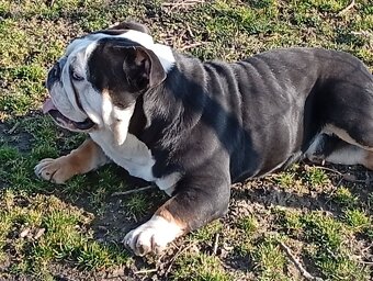 Anglicky buldog - 3