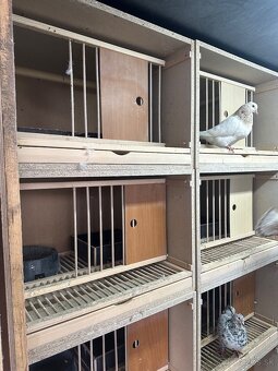 Budnik , budka pre holuba , budniky , budky pre holuby - 3