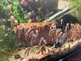 🐌 Predám akváriové slimáky – Levatky ,kotulky ,Vezovky - 3