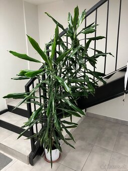 Dracena fragrans - 3