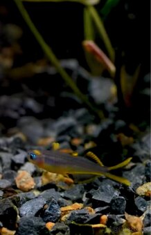 Predam Pseudomugil furcatus - Duhovka Vidlochvosta - 3