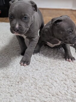 Americký stafordsirsky terier - 3