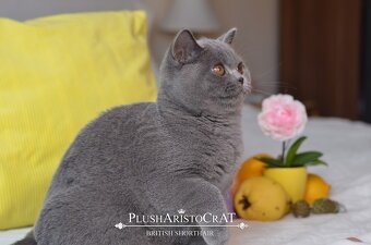 Britská krátkosrstá - 3