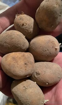 Sadbové zemiaky - 3