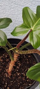 Philodendron squamiferum - 3