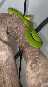 1.1 Trimeresurus albolabris cb24 - 3