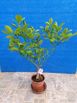 Citrus calamondin odroda Oriana - 3