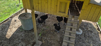 Kohút Marans Medenokrký - 3