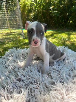 Americký stafordšírsky teriér - Amstaff - 3