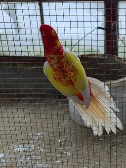 Penant zlatý pastel - 3