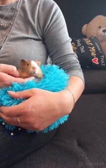 Morské prasiatko - 3