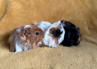 Dlhosrsté morčatá - 3