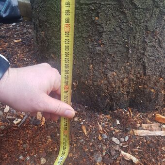 Predam čerešnove drevo - 3