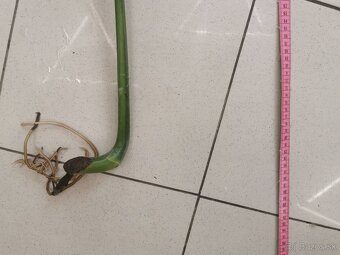Monstera deliciosa - zakorenená - 3