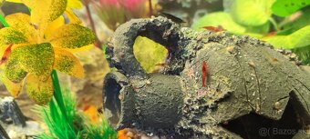 krevetky neocaridina red - 3