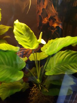 Anubias - 3
