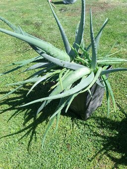 Aloe Vera prave liečivé - 3