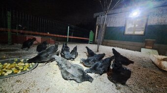 Ayam cemani kuriatka - 3