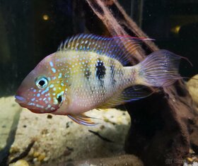 Thorichthys panchovillai F2 Rio Junapan - 3