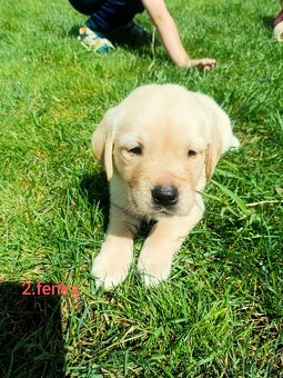 Šteniatka labrador/zlatý retriever - 3