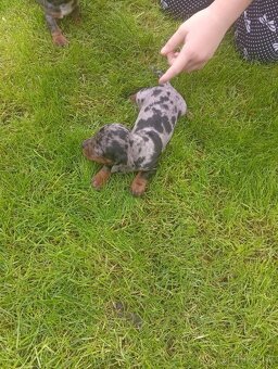 Predám merle jazvečíky - 3