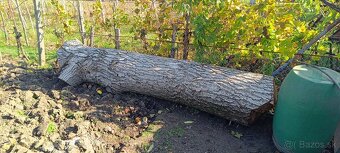 Predam orechovy kmen - 3