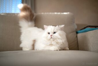 Britské mačiatka/kocúrik/ , mačiatko - 3