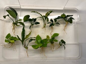 Anubias mix - 3