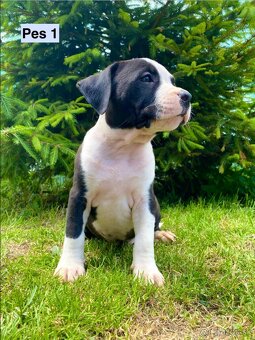 Šteniatka - Americký stafordšírsky teriér (Amstaff, Staford) - 3
