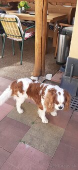 Cavalier na krytie - 3