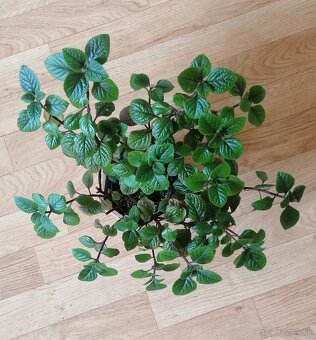 Nádchovník a Plektrant PO, KE, HN - 3