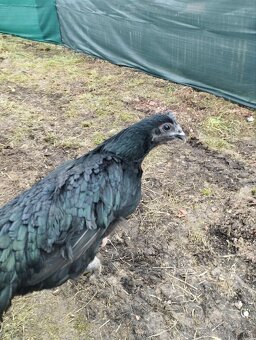 Ayam cemani nv - 3